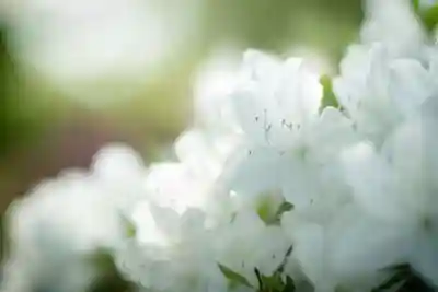 長谷寺(長野県)