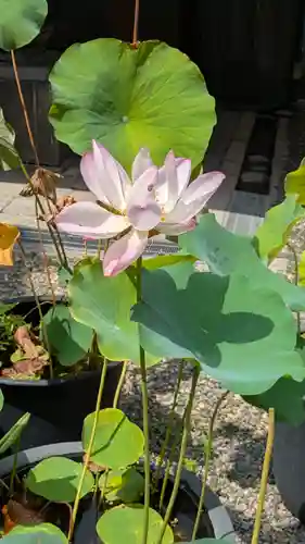 行願寺（革堂）(京都府)