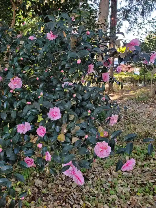 沙沙貴神社の自然
