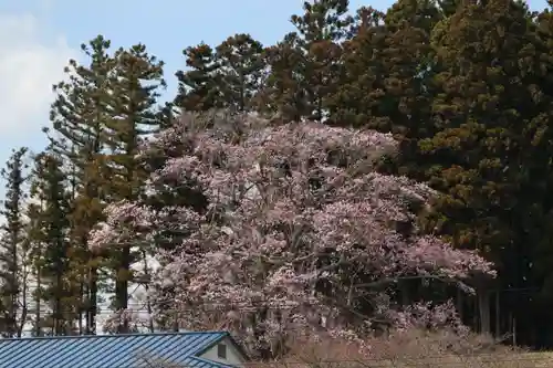 長屋神社の自然