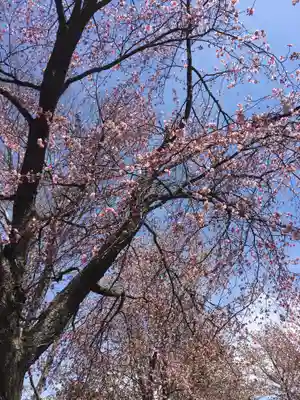 輪厚神社の自然