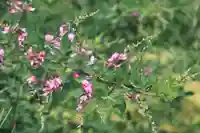 高司神社〜むすびの神の鎮まる社〜の自然