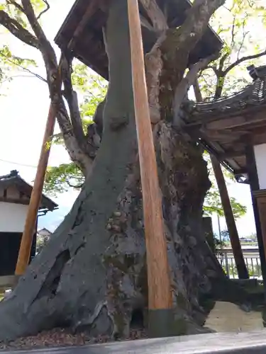 専福寺(福井県)