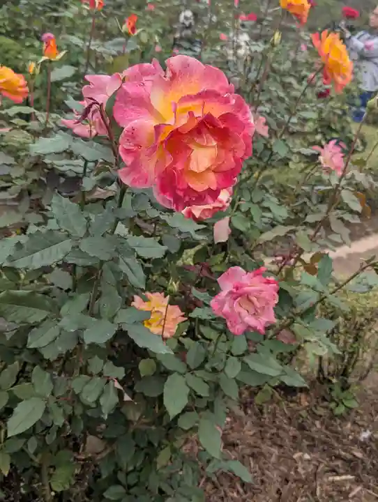 駒込妙義神社(東京都)