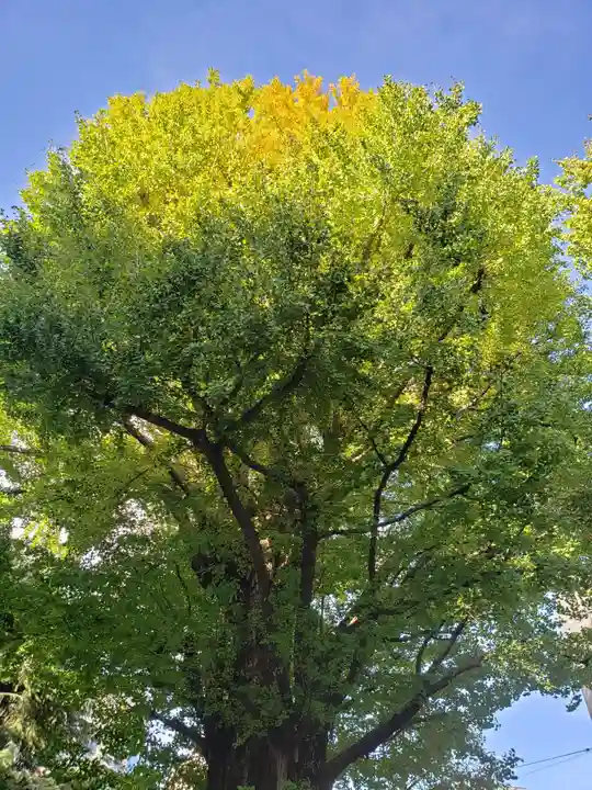 鳩森八幡神社の自然
