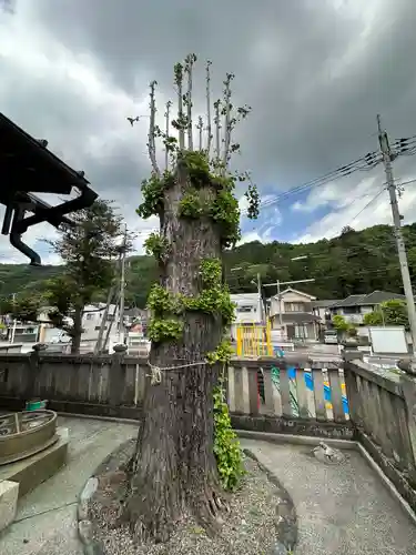 熊野神社の自然