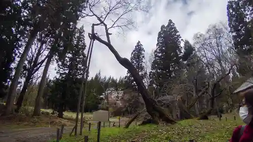 磐椅神社の自然
