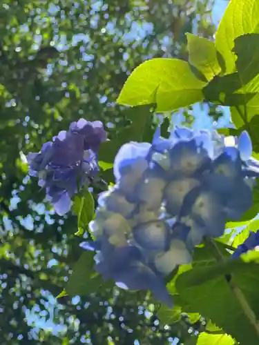 明月院(神奈川県)