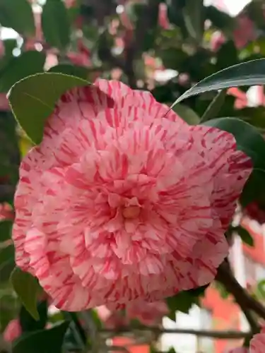 瀧澤神社の{uncategorized: "未分類", other: "その他", undefined: "問題あり", building: "その他建物", grave: "お墓", sacred_gate: "鳥居", guardian: "狛犬", statue: "像", buddha: "仏像", history: "歴史", nature: "自然", garden: "庭園", animal: "動物", pagoda: "塔", temizu: "手水舎", mountain_gate: "山門・神門", sanctuary: "本殿・本堂", subordinate: "末社・摂社", art: "芸術", scenery: "景色", jizo: "地蔵", ema: "絵馬", goshuin: "御朱印", omikuji: "おみくじ", items: "授与品その他", amulet: "お守り", goshuincho: "御朱印帳", eats: "食事", festival: "お祭り", votive_dance: "神楽", shichigosan: "七五三参", wedding: "結婚式", experience: "体験その他", initially: "初詣", around: "周辺", anti_infection: "感染症対策"}