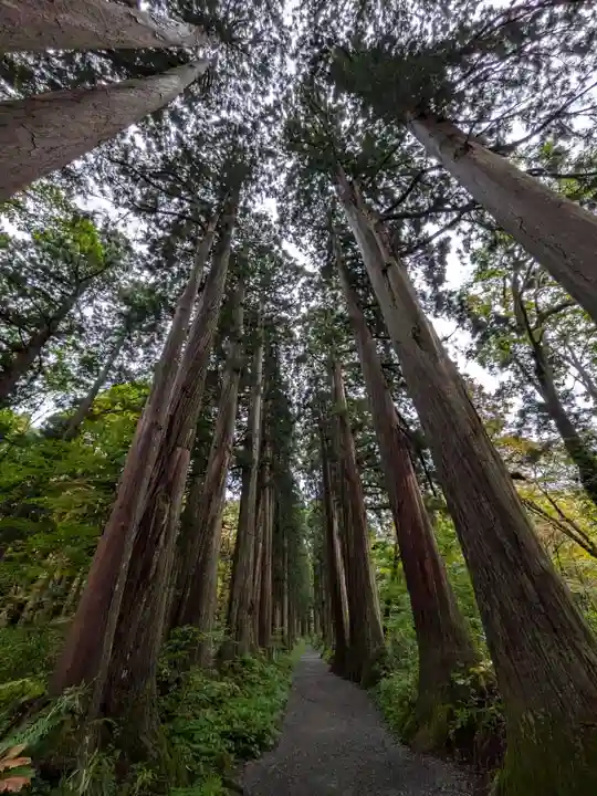戸隠神社奥社の自然