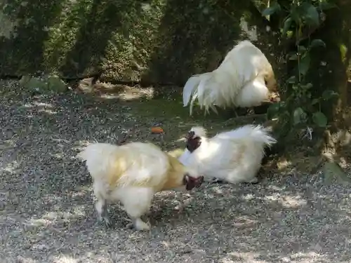 石上神宮の動物