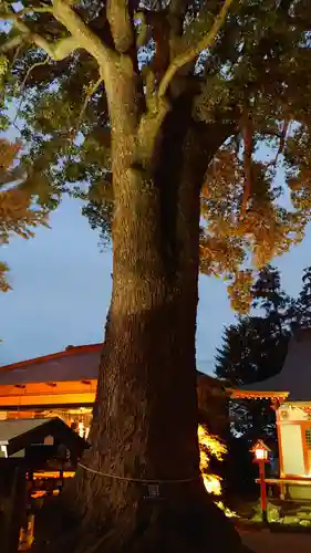 冠稲荷神社の自然