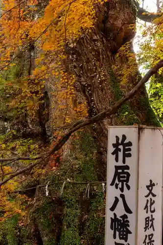 柞原八幡宮(大分県)