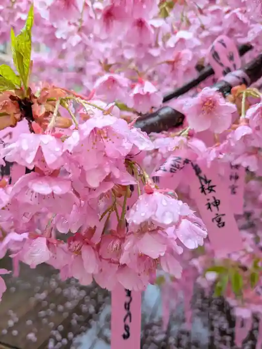 桜神宮(東京都)
