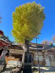 居木神社の自然