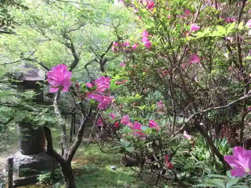 安國論寺（安国論寺）の庭園