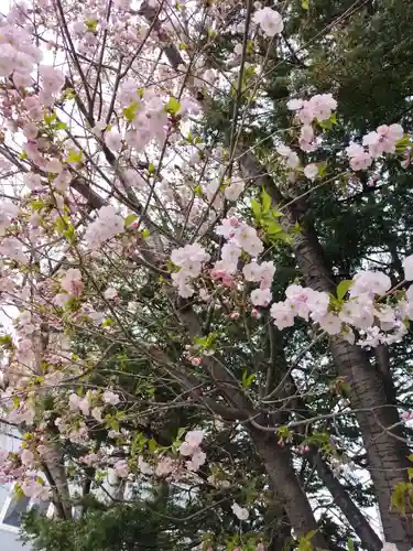 札幌諏訪神社の自然