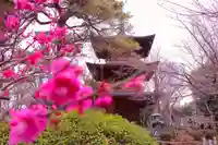豪徳寺のその他建物