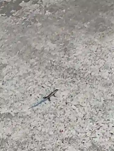 高龍神社(新潟県)