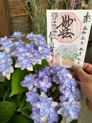 紫陽花