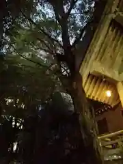 白神社の自然