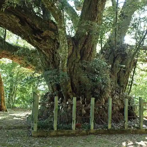 志多備神社の自然