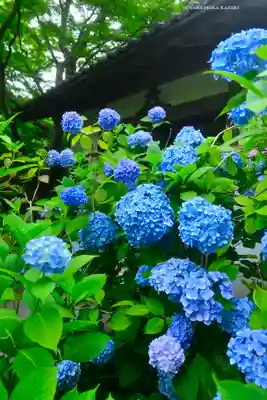 明月院(神奈川県)