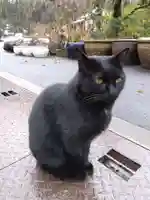 御誕生寺(猫寺)の動物