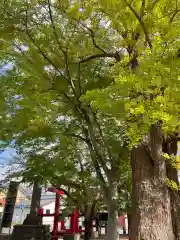 鶴田八幡宮の自然