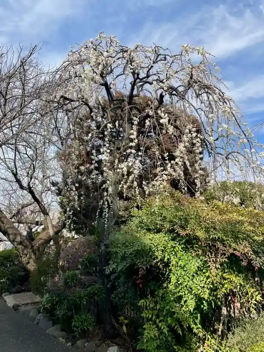 西念寺の{uncategorized: "未分類", other: "その他", undefined: "問題あり", building: "その他建物", grave: "お墓", sacred_gate: "鳥居", guardian: "狛犬", statue: "像", buddha: "仏像", history: "歴史", nature: "自然", garden: "庭園", animal: "動物", pagoda: "塔", temizu: "手水舎", mountain_gate: "山門・神門", sanctuary: "本殿・本堂", subordinate: "末社・摂社", art: "芸術", scenery: "景色", jizo: "地蔵", ema: "絵馬", goshuin: "御朱印", omikuji: "おみくじ", items: "授与品その他", amulet: "お守り", goshuincho: "御朱印帳", eats: "食事", festival: "お祭り", votive_dance: "神楽", shichigosan: "七五三参", wedding: "結婚式", experience: "体験その他", initially: "初詣", around: "周辺", anti_infection: "感染症対策"}