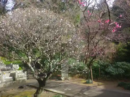 妙本寺の庭園