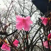彌彦神社 (伊夜日子神社)の自然