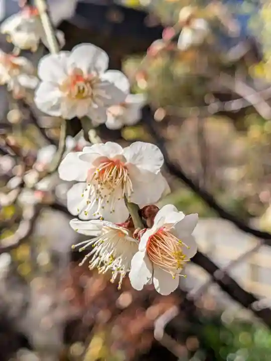 成子天神社(東京都)