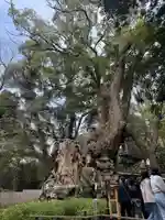 來宮神社(静岡県)