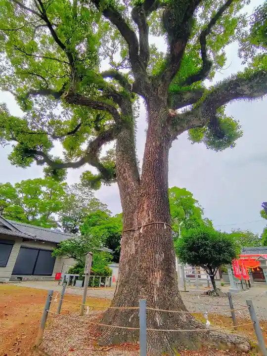 天満宮(楠村町)の自然