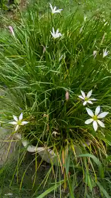 西福寺(京都府)
