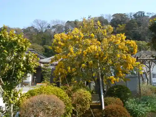 来迎寺（材木座）の自然