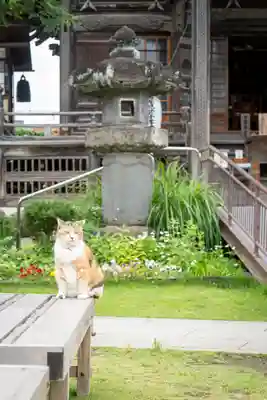 御朱印のモデルになった猫のリリーちゃんです