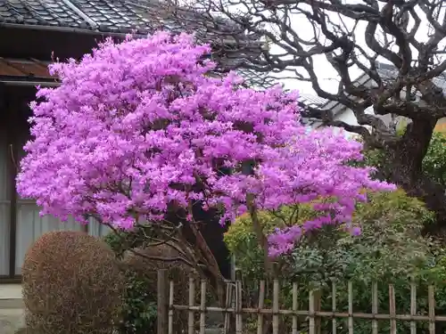 天台宗　長窪山　正覚寺の自然