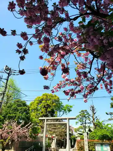 桜神宮(東京都)