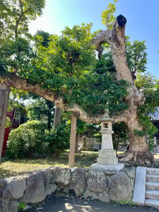 八坂大神(神奈川県)