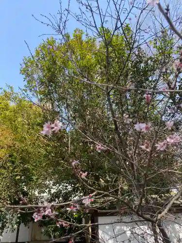 平野神社の自然