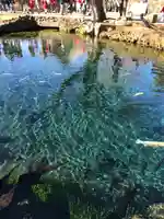 淺間神社(忍野八海)の周辺