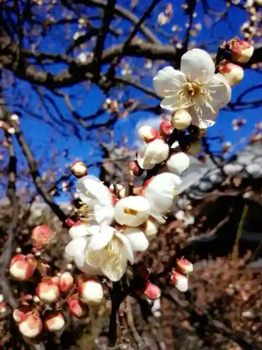 福蔵院(東京都)