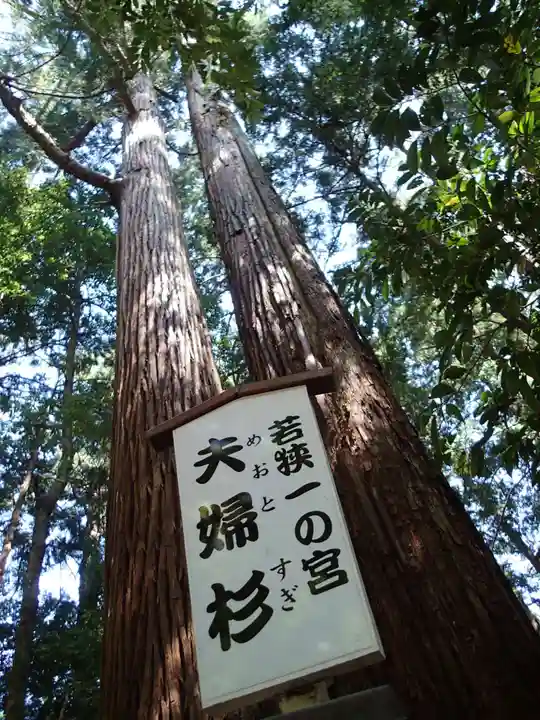 若狭彦神社(上社)の自然
