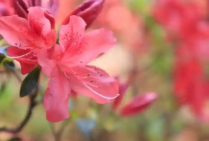 正傳(正伝)永源院(京都府)