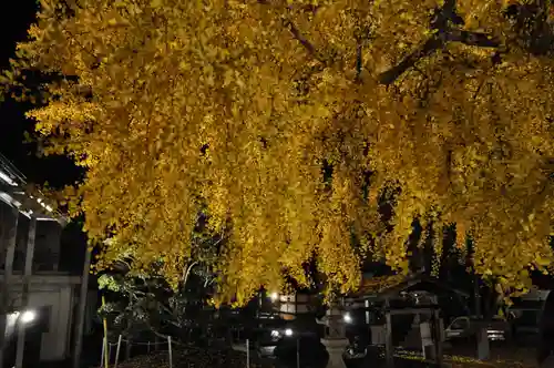 丹生酒殿神社の自然