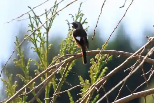 大六天麻王神社(福島県)