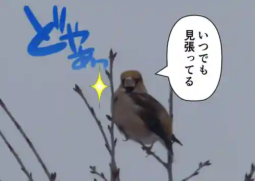 留辺蘂神社の動物