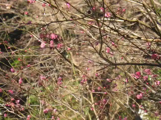 荏柄天神社の自然